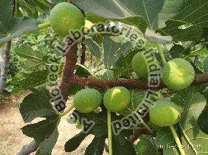 Fig Tissue Culture Plants