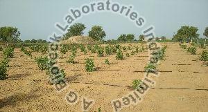Fig Tissue Culture Plants