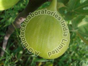 Fig Tissue Culture Plants