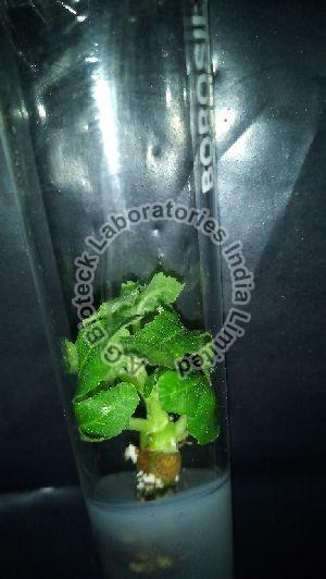 Fig Tissue Culture Plants