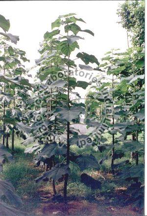 Paulownia Tissue Culture Plants