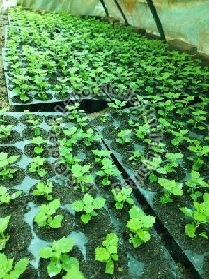 Paulownia Tissue Culture Plants