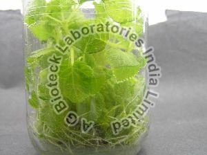 Paulownia Tissue Culture Plants