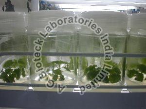 Paulownia Tissue Culture Plants