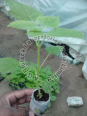 Paulownia Tissue Culture Plants