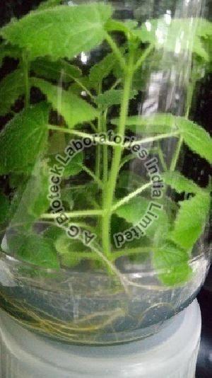 Paulownia Tissue Culture Plants