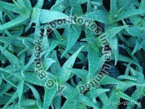 Red Aloe Tissue Culture Plants