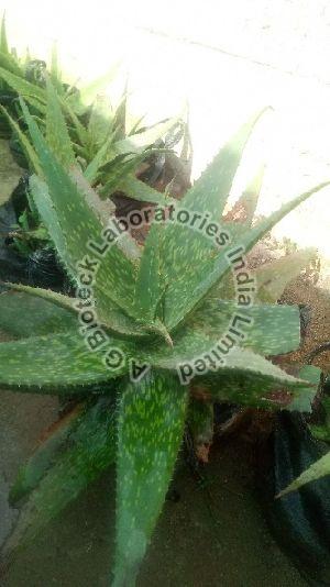 Red Aloe Tissue Culture Plants