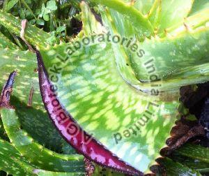 Red Aloe Tissue Culture Plants
