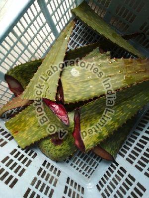 Red Aloe Tissue Culture Plants