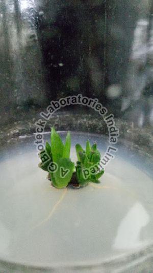 Red Aloe Tissue Culture Plants
