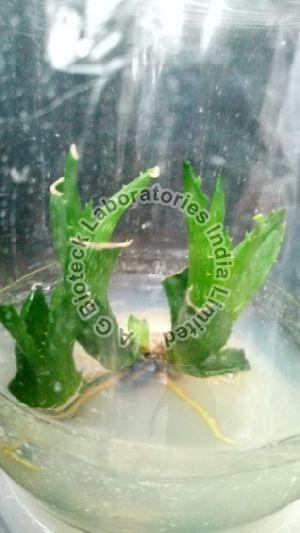 Red Aloe Tissue Culture Plants