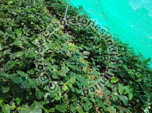 Red Sanders Tissue Culture Plants