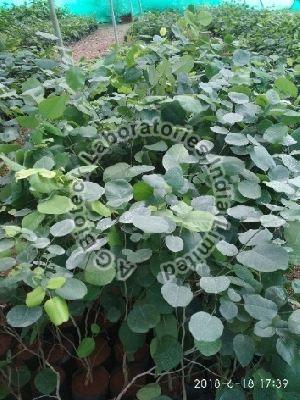 Red Sanders Tissue Culture Plants