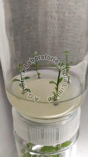 Sabah Snake Grass Tissue Culture Plants