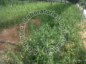 Sabah Snake Grass Tissue Culture Plants