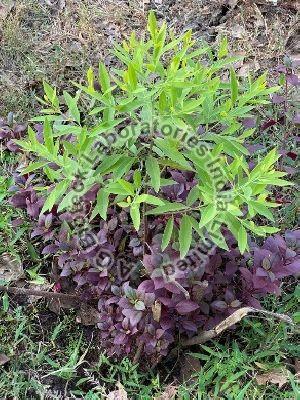 Sandalwood Tissue Culture Plants