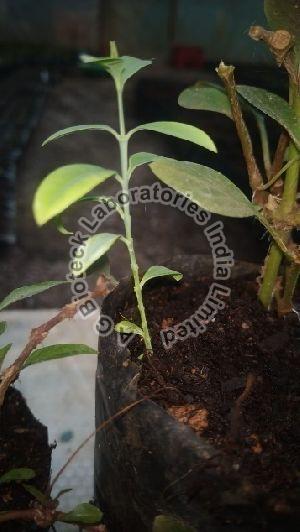 Sandalwood Tissue Culture Plants