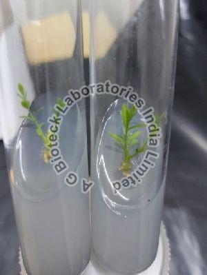 Sandalwood Tissue Culture Plants