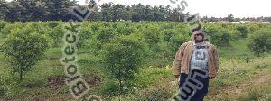 Sandalwood Tissue Culture Plants