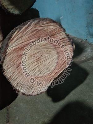 Sandalwood Tissue Culture Plants