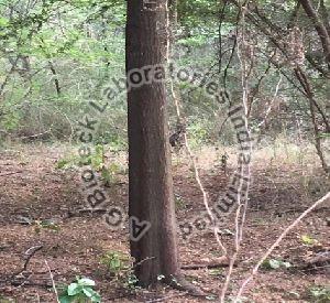 Sandalwood Tissue Culture Plants