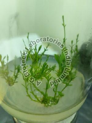 Sandalwood Tissue Culture Plants