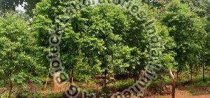 Sandalwood Tissue Culture Plants