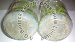 Stevia rebaudiana Tissue Culture Plants