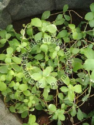 Stevia rebaudiana Tissue Culture Plants