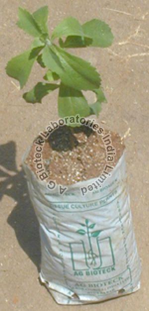 Stevia rebaudiana Tissue Culture Plants