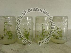 Stevia rebaudiana Tissue Culture Plants