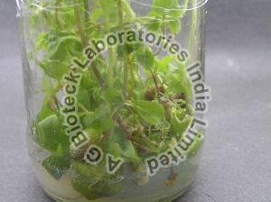 Stevia rebaudiana Tissue Culture Plants