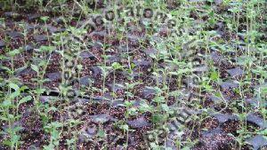 Stevia rebaudiana Tissue Culture Plants