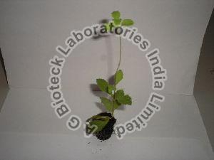 Stevia rebaudiana Tissue Culture Plants