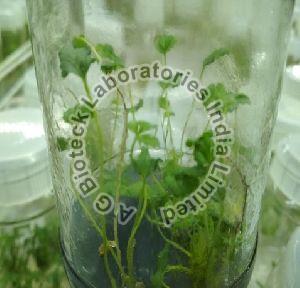 Strawberry Tissue Culture Plants