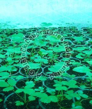 Strawberry Tissue Culture Plants