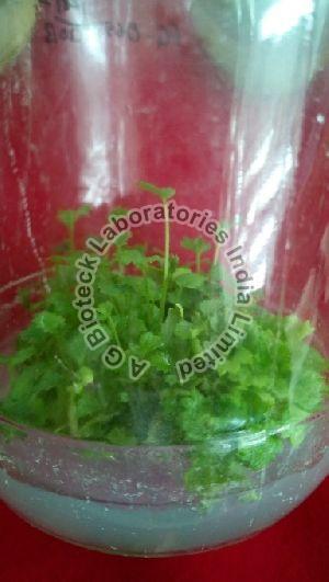 Strawberry Tissue Culture Plants