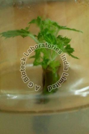 Strawberry Tissue Culture Plants