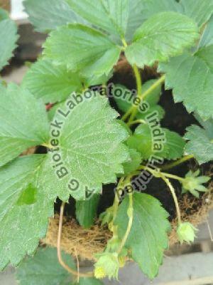 Strawberry Tissue Culture Plants