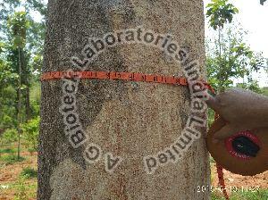 Teak Tissue Culture Plants