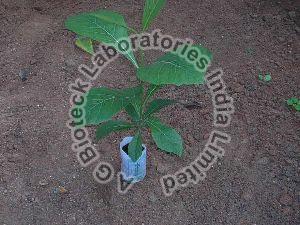 Teak Tissue Culture Plants