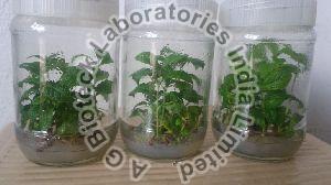 Teak Tissue Culture Plants
