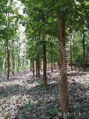 Teak Tissue Culture Plants