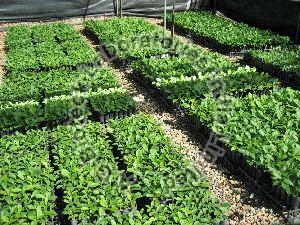 Teak Tissue Culture Plants