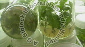 Teak Tissue Culture Plants