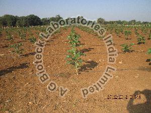 Teak Tissue Culture Plants