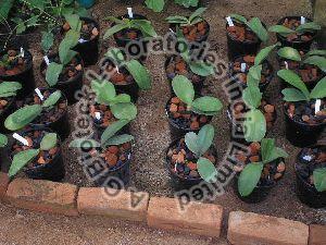 Tropical Orchid Flower Tissue Culture Plants