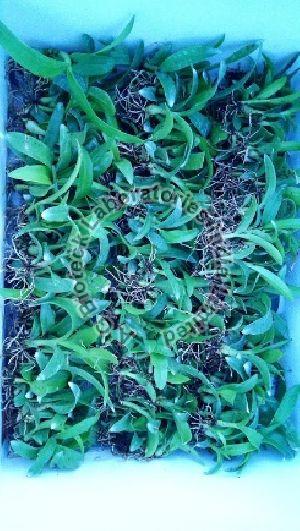 Tropical Orchid Flower Tissue Culture Plants