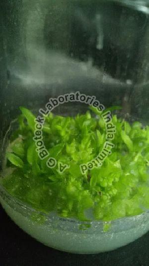 Tropical Orchid Flower Tissue Culture Plants